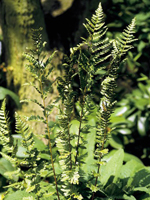 Hardy Fern Dryopteris cristata